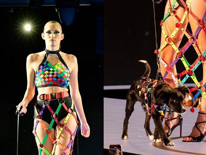 A Terrier, a puppy and a catwalk