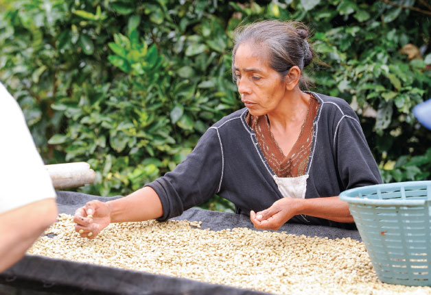 A worker picks out what doesn’t belong during the coffee drying process