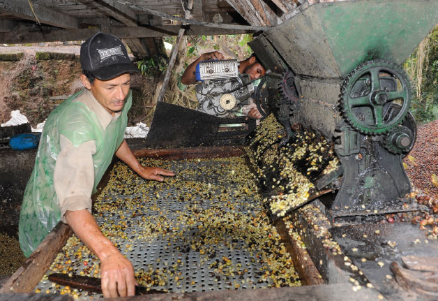 A worker screens the coffee coming from the pulper to keep the skins and debris away from the seeds